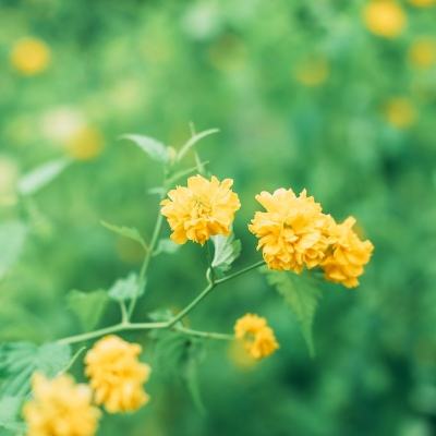 山海异兽录赚钱版最新版下载